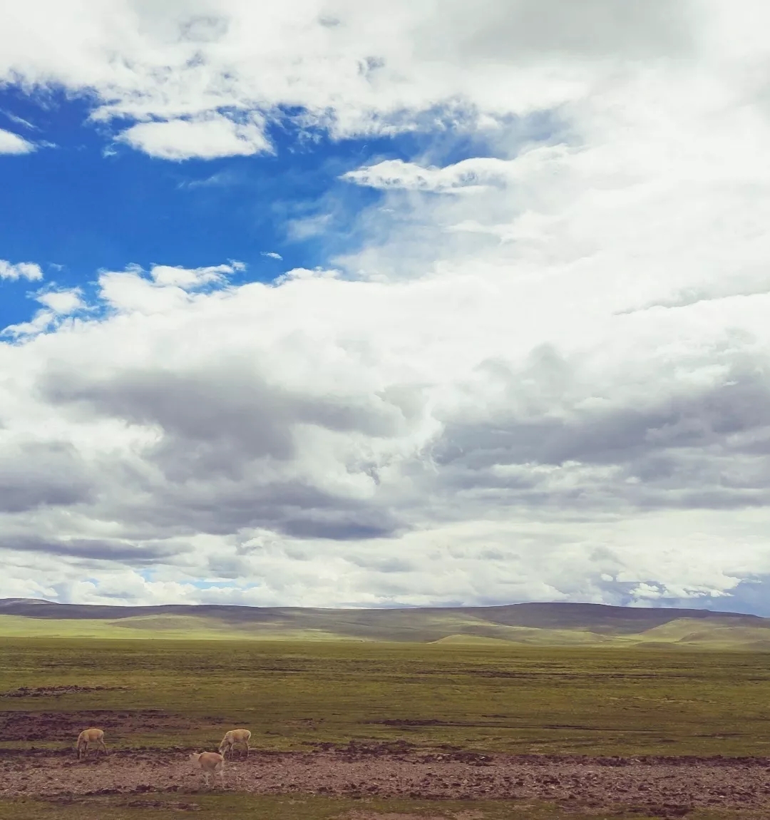 1607517222837034.jpg 11.jpg.jpg